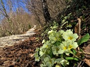 15 Sul Sentiero partigiano della Cornabusa primule in fiore